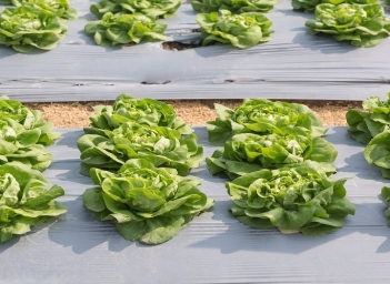 Màng nhựa có thật sự làm nóng đất khi trồng rau màu không