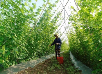 Nên dùng màng nhựa trong hay đục để cây trong nhà kính phát triển tốt