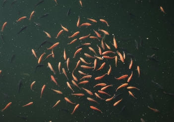 Mật độ nuôi cá rô phi đơn tính theo từng mô hình - Nông Thôn ngày nay