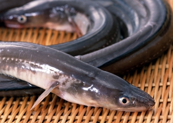 Mô hình nuôi cá chình Nhật Bản hiệu quả cho lợi nhuận cao