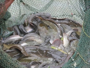 Vì sao nên áp dụng mô hình nuôi cá trê vàng trong ao đất? - Nông Thôn ngày nay