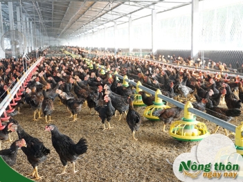 Mô hình trang trại gà thả vườn đầu tư hợp lý lợi nhuận hấp dẫn - Nông Thôn ngày nay