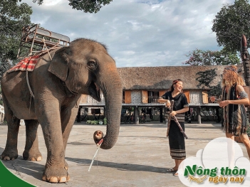 Nên đi Tây Nguyên tháng mấy để săn hoa dã quỳ và lễ hội dân tộc - Nông Thôn ngày nay