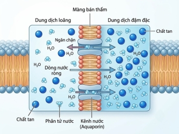 Nguyên lý thẩm thấu diễn ra như thế nào trong sinh học?
