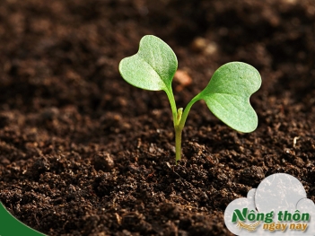 Nông nghiệp hữu cơ là gì? Khám phá mô hình bền vững hiện đại - Nông Thôn ngày nay