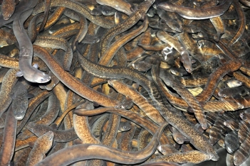 Mô hình nuôi cá chình biển hiệu quả lợi nhuận cao cho người mới