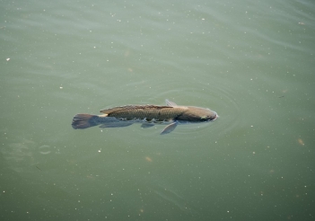 Thời gian nuôi cá lóc bao lâu thu hoạch là hợp lý? - Nông Thôn ngày nay