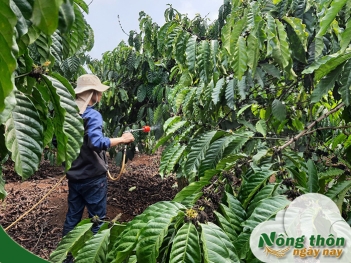 Phun phân bón lá đúng cách để cây hấp thu nhanh phát triển đều - Nông Thôn ngày nay