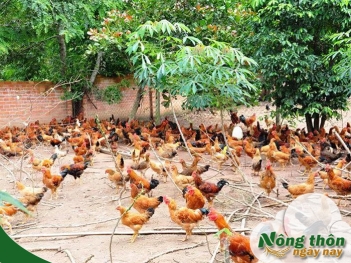 Quy trình nuôi gà thả vườn đầy đủ từ chọn giống đến thu hoạch - Nông Thôn ngày nay