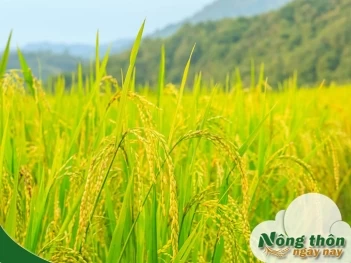Quy trình sản xuất lúa gạo từ hạt giống đến hạt cơm trắng dẻo thơm - Nông Thôn ngày nay