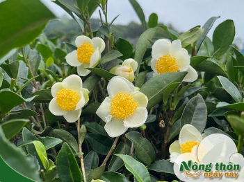 Tác dụng của hoa trà xanh trong chế biến thức uống - Nông Thôn ngày nay