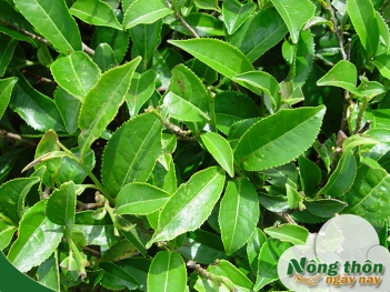Tác dụng của lá trà xanh tươi tốt cho sức khỏe như thế nào - Nông Thôn ngày nay