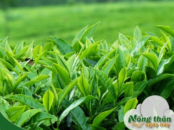 Tác dụng phụ của lá trà xanh tươi khi dùng sai cách - Nông Thôn ngày nay