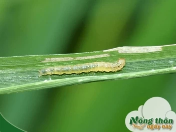 Thuốc trừ sâu sinh học là gì? Giải pháp an toàn bảo vệ cây trồng và sức khỏe - Nông Thôn ngày nay