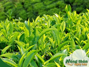 Trà xanh có tác dụng gì cho sức khỏe tim mạch và tiêu hóa - Nông Thôn ngày nay