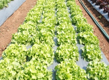 9 ứng dụng hiệu quả của màng nhựa trong trồng trọt hiện đại