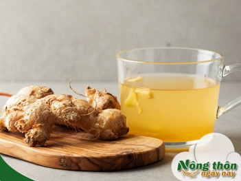 Uống trà xanh với gừng có tác dụng gì cho tiêu hóa - Nông Thôn ngày nay