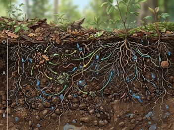 Vai trò chất hữu cơ trong đất đối với các quá trình tự nhiên