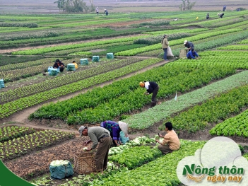 Văn hóa nông nghiệp là gì và ảnh hưởng tới lối sống người Việt - Nông Thôn ngày nay