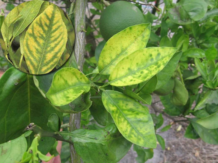 bệnh vàng lá gân xanh