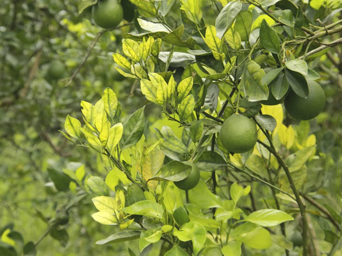 bệnh vàng lá greening