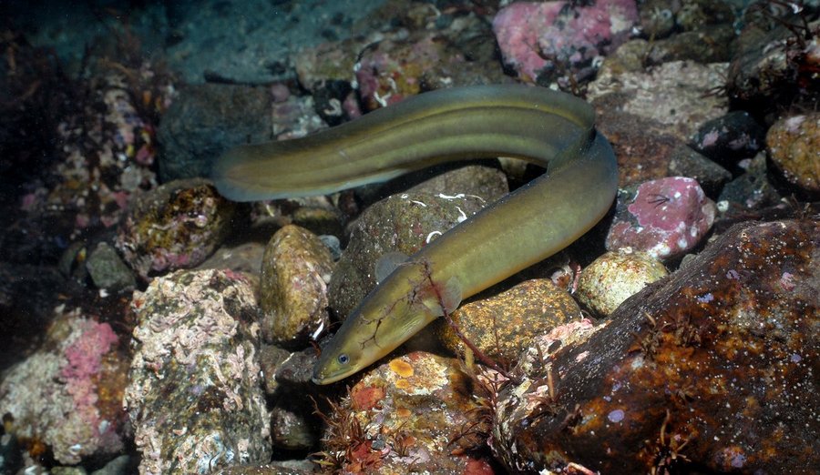 cá chình biển bao nhiêu tiền 1kg