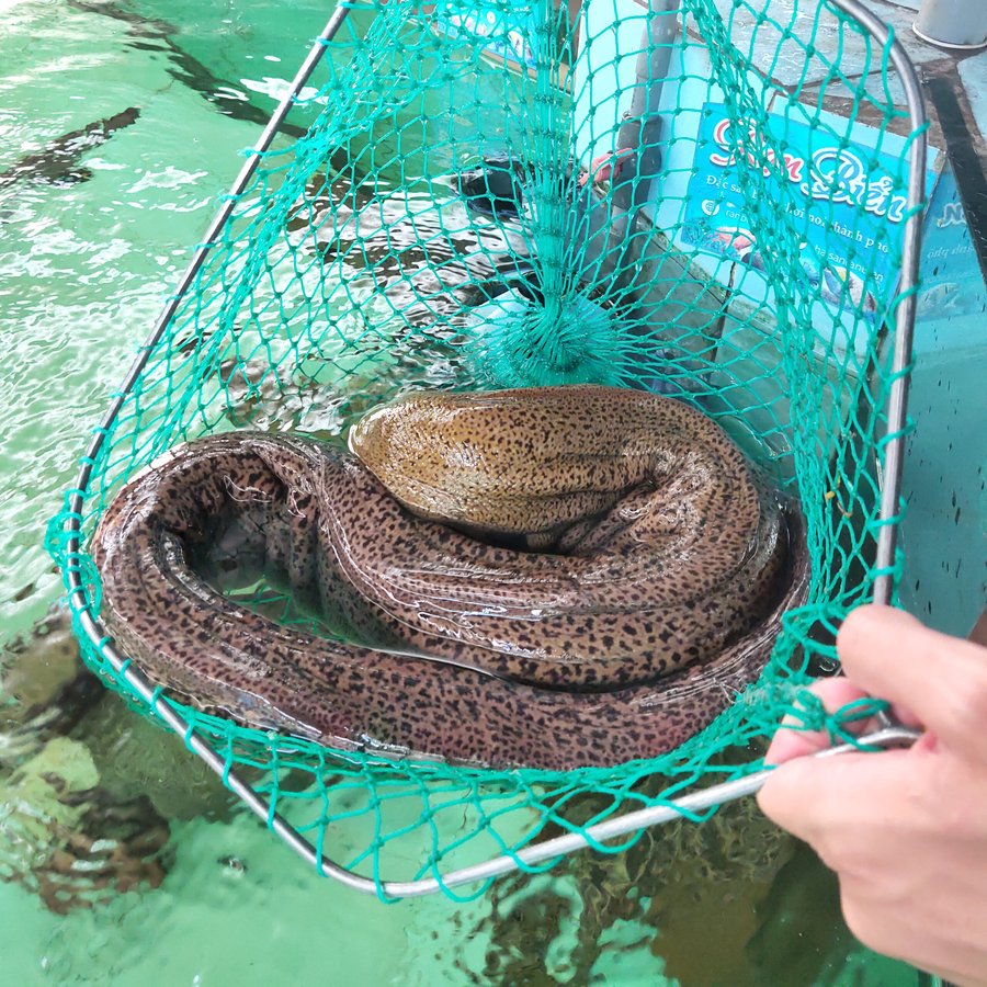 cá chình bông bao nhiêu tiền 1kg