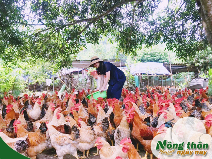 cách chăm sóc gà thả vườn