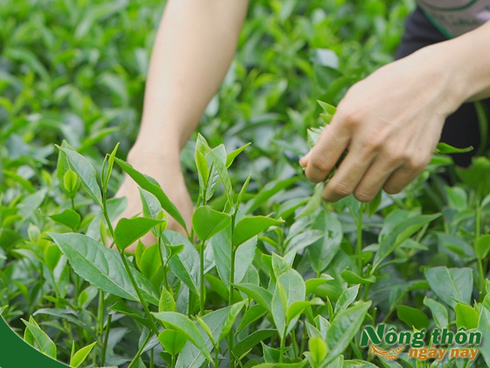 cách nấu lá trà xanh tươi để uống