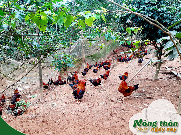 cách nuôi gà thả vườn hiệu quả