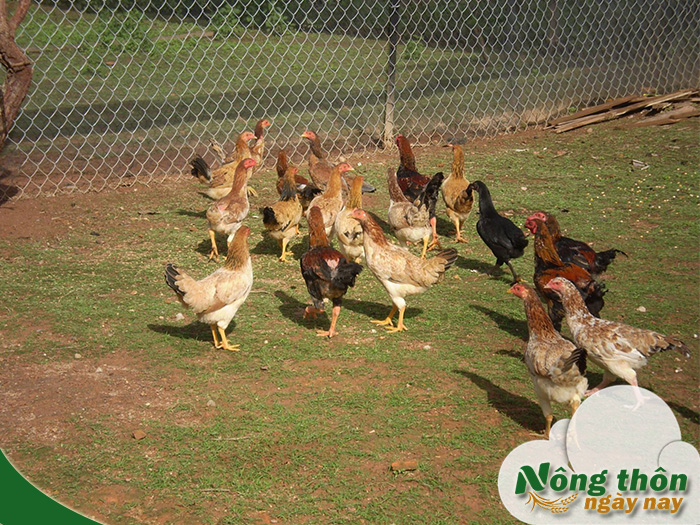 cách vỗ béo cho gà thả vườn