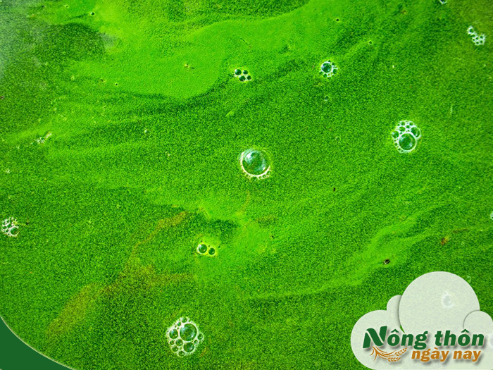 cách xử lý nước xanh trong ao tôm