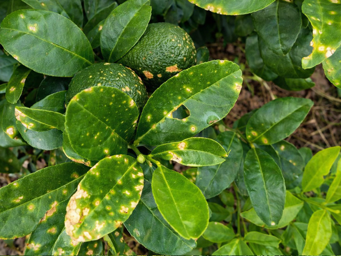 cây chanh bị đốm vàng lá