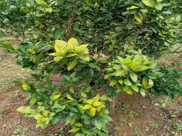 cây chanh bị vàng lá