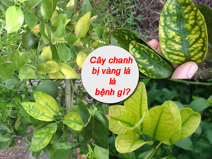 cây chanh bị vàng lá là bệnh gì