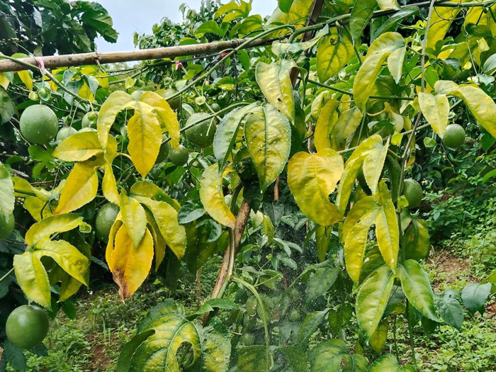 chanh dây bị vàng lá