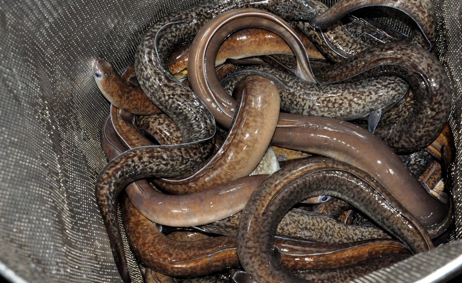 chi phí nuôi cá chình