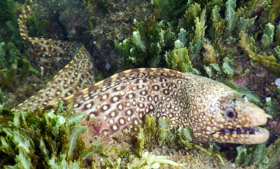 họ cá chình biển