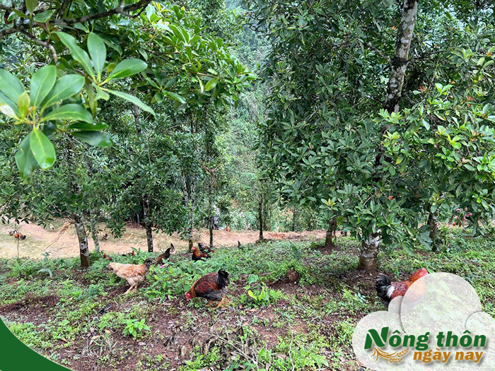hướng dẫn nuôi gà thả vườn