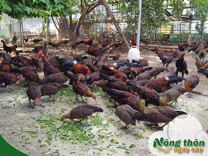 kinh nghiệm nuôi gà thả vườn