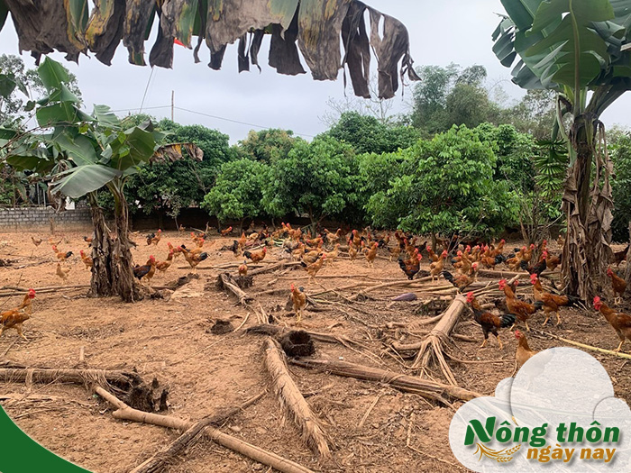 kỹ thuật chăn nuôi gà thịt thả vườn