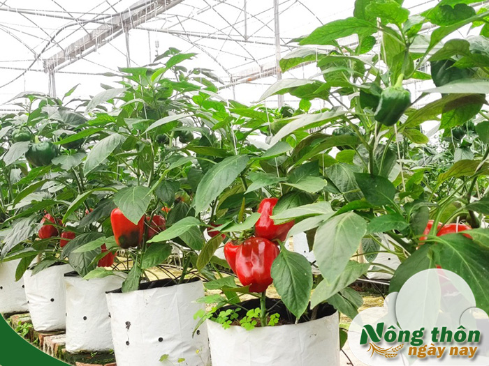 kỹ thuật trồng ớt chuông trong nhà kính
