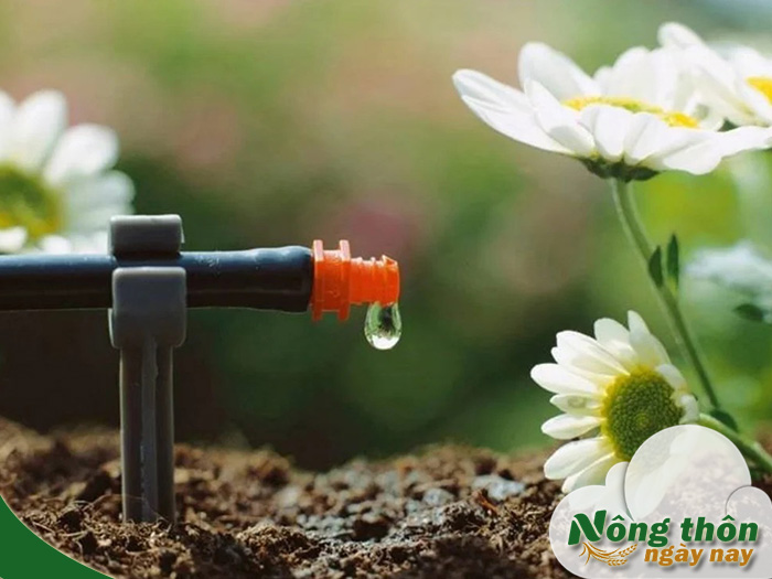 kỹ thuật tưới nhỏ giọt