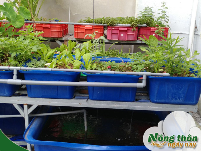 mô hình aquaponics gia đình