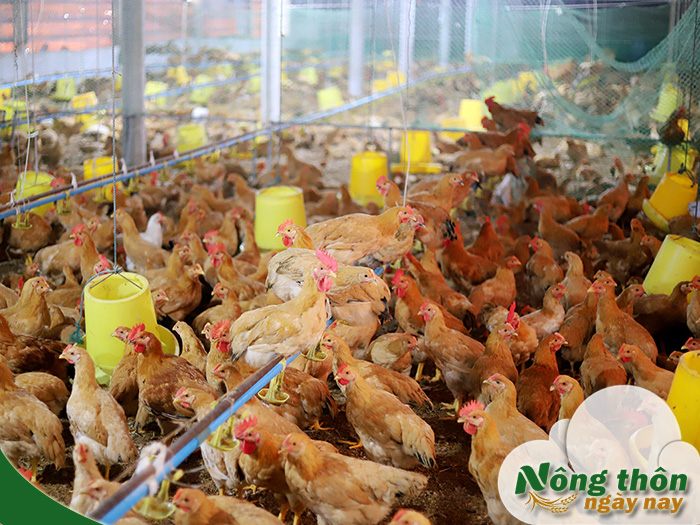 mô hình nuôi gà thả vườn thông minh