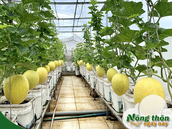 mô hình trồng dưa lưới trong nhà kính