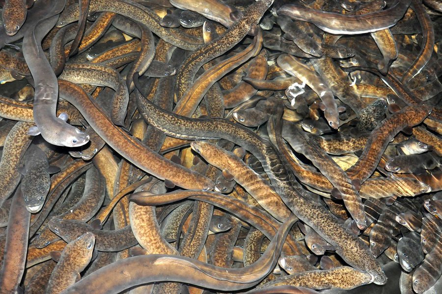 nuôi cá chình biển