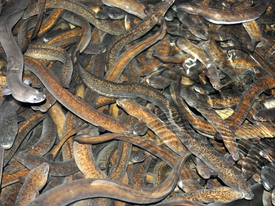 nuôi cá chình trong bể xi măng