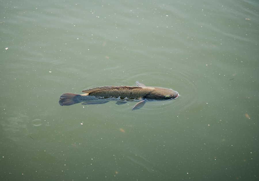 nuôi cá lóc bao lâu thu hoạch