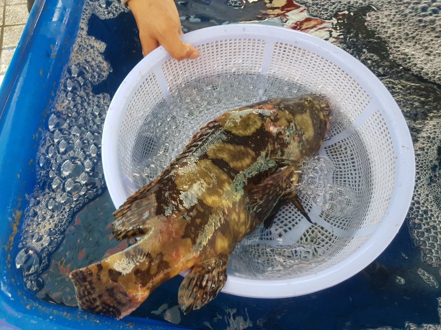 nuôi cá mú trong ao đất